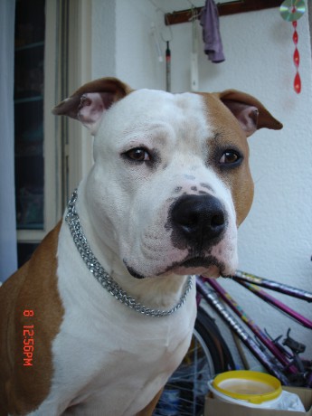 KRIVONOSKA 29-30.5 2009 021.jpg